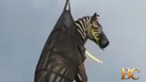 Ed the zebra captured after running loose for more than a week in Tennessee