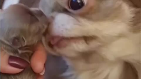 Chihuahua Mom Loves Her Pup SO MUCH! 🐶💖 Pure Love