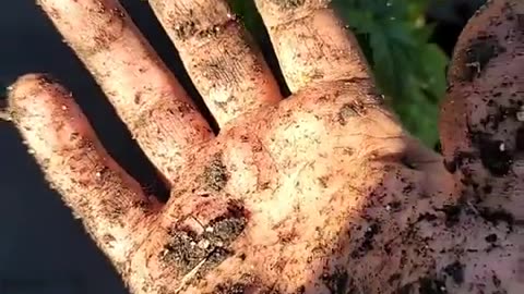 Gardening is an Extremist Activity According to Democrats