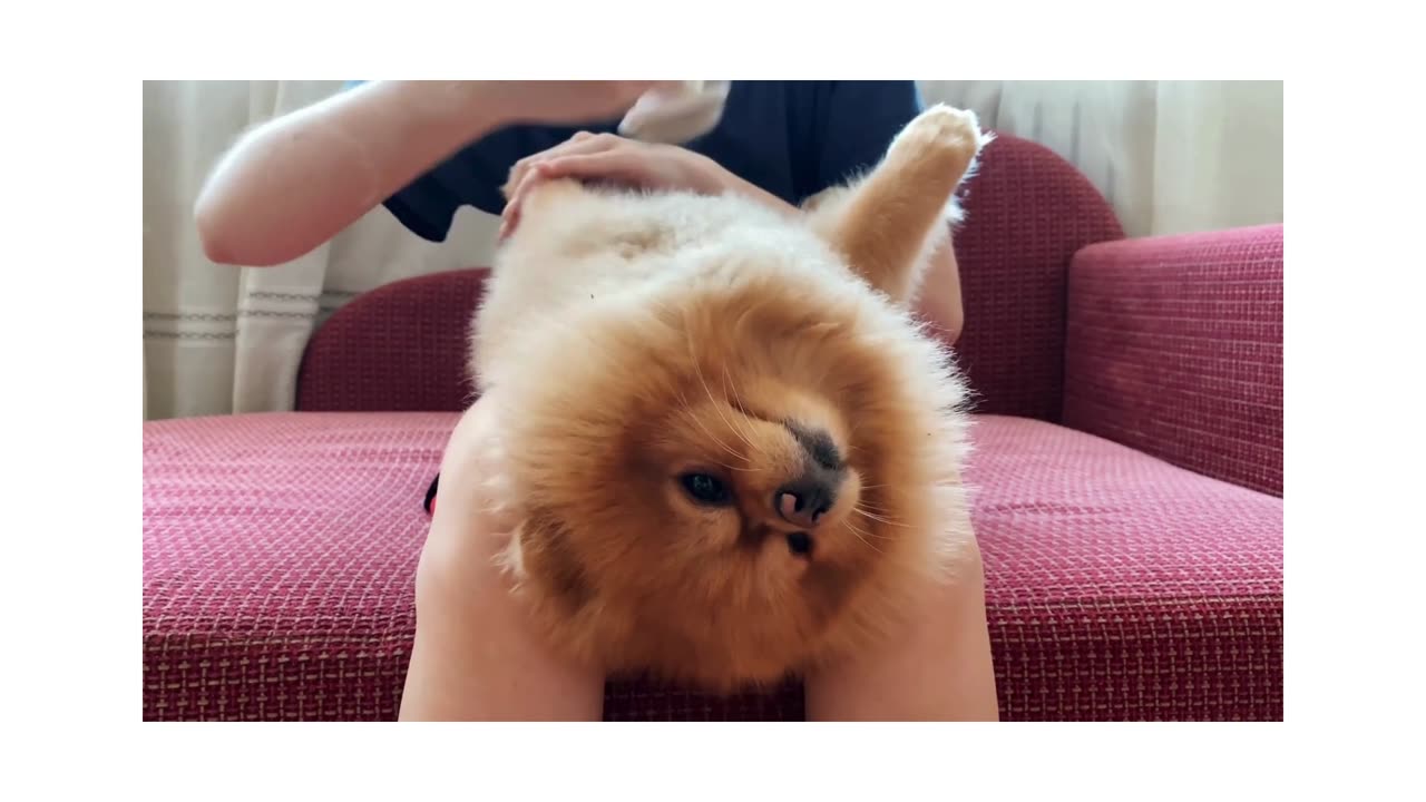 DOGS WITH FUNNY WEIRD BEHAVIOR song 1+2 of WEIRD DOG BOOGIE