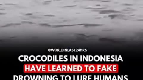 CROCODILES IN INDONESIA PRETEND TO FAKE DROWNING TO LURE HUMANS INTO THE WATER