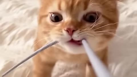 Cats being cats