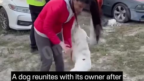 🐕💔 Ukraine Russia War | Dog Reunited with Owner After Kyiv Strike | RCF