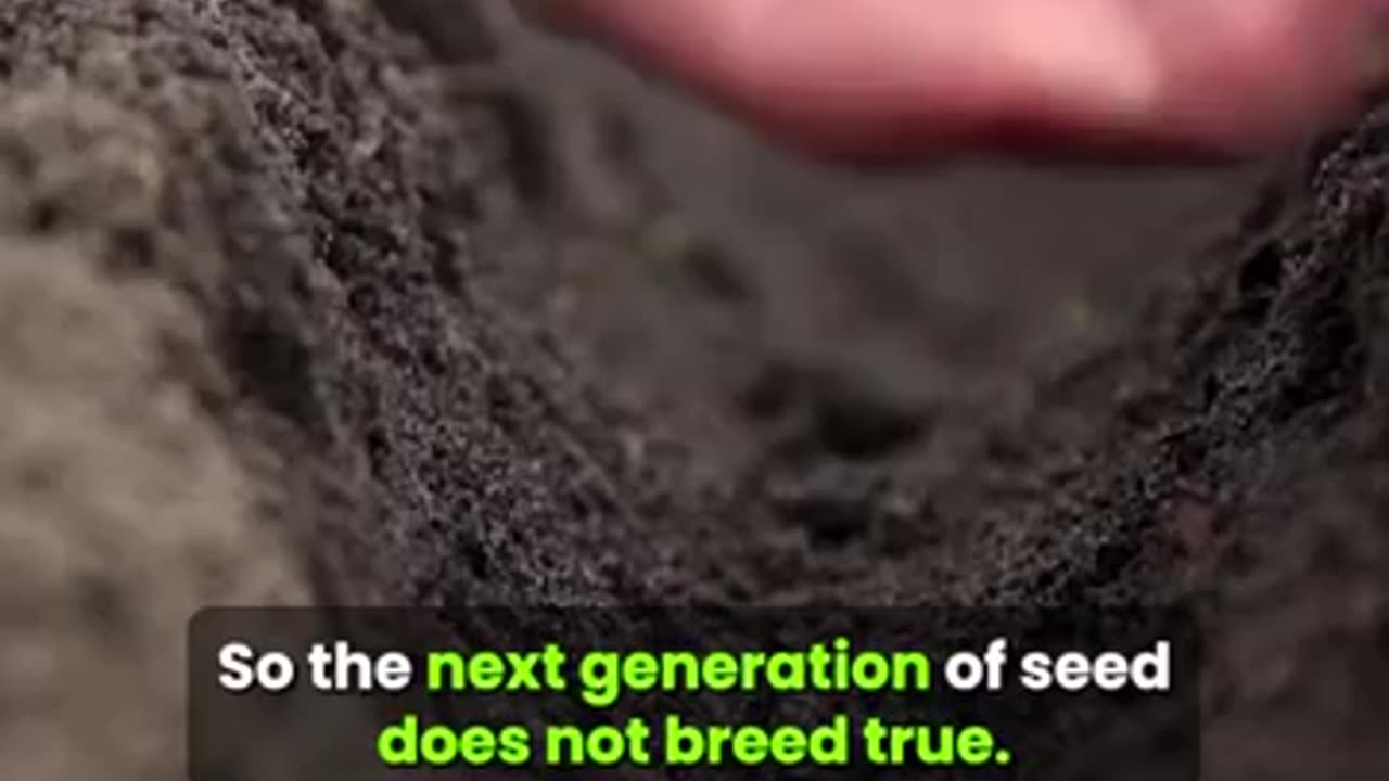 Difference Between a Real Seed vs. a GMO Seed🌱🌽🫜🥕