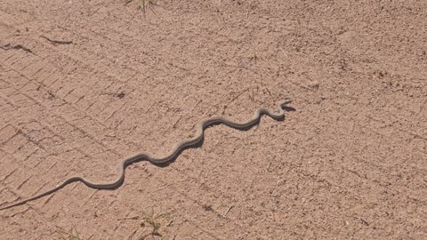 Snakes in the morning