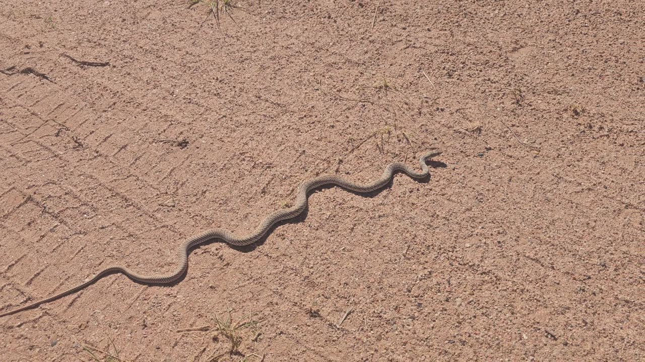 Snakes in the morning
