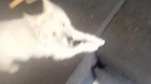 dog