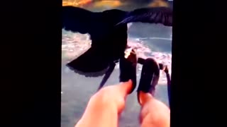 To fly like a bird: