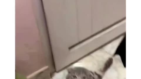 Cats funny moments