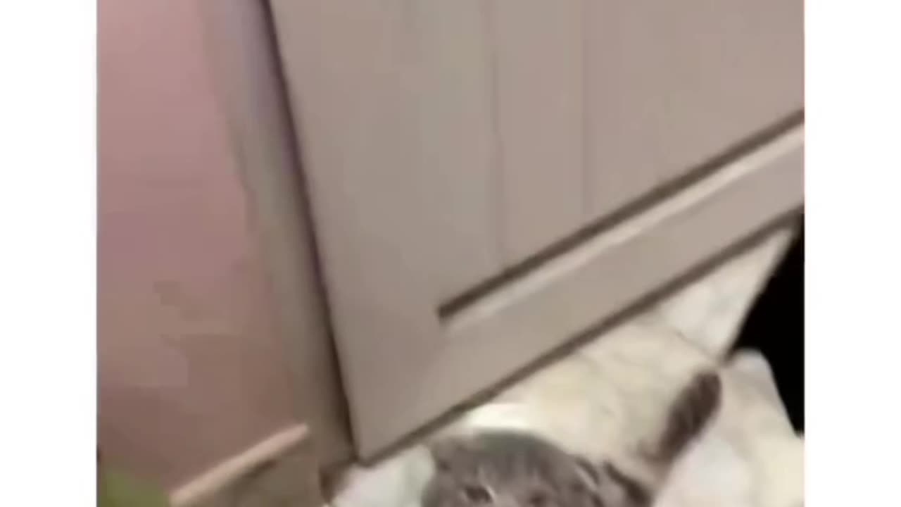 Cats funny moments