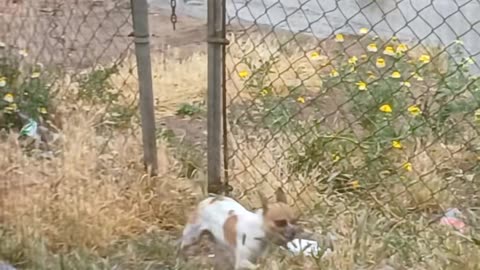 Little Dog Makes It to the Safety of Home