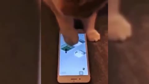 Funny cats