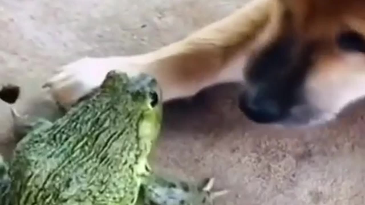 😂🐸 Cutest Frog Fail: Biting With No Teeth Ever! | FunFM