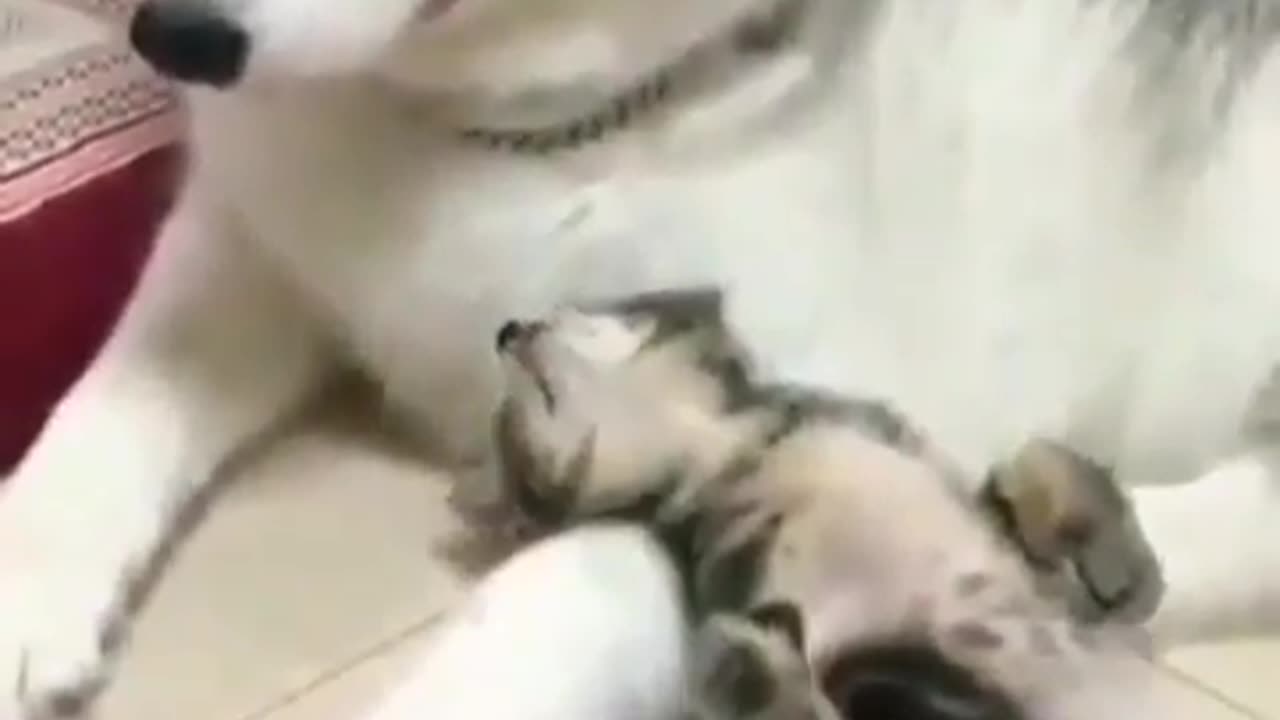 Fun Animals