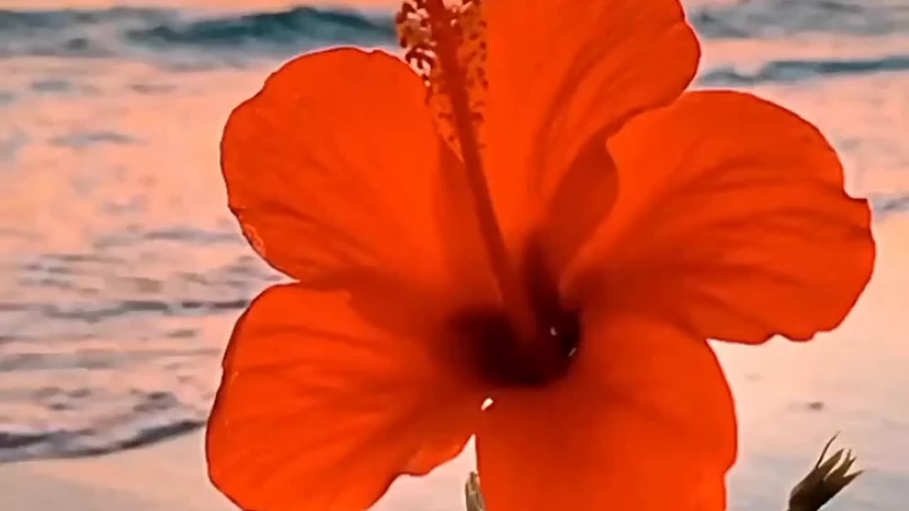 Enjoy