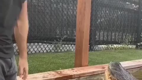 Oh my God, friendship with crocodile