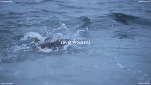 Rebuilding Capelin Everybodyâs Fish