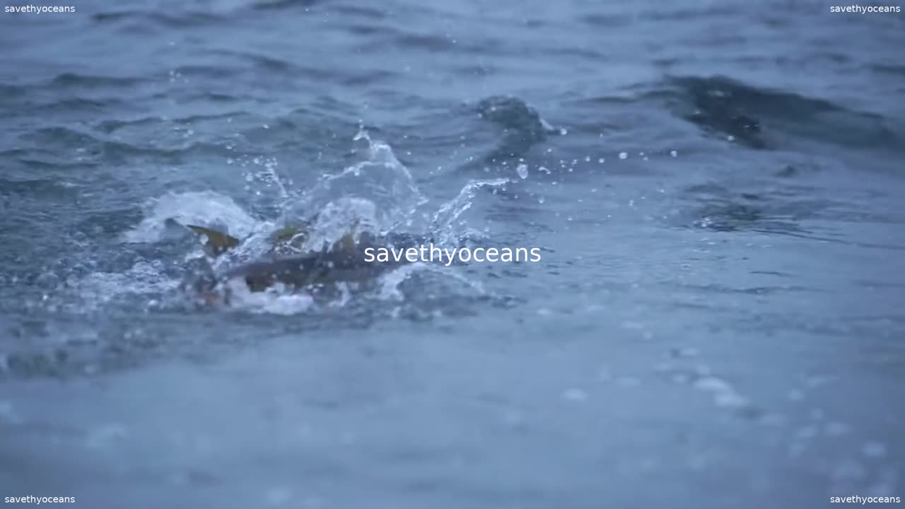 Rebuilding Capelin Everybodyâs Fish