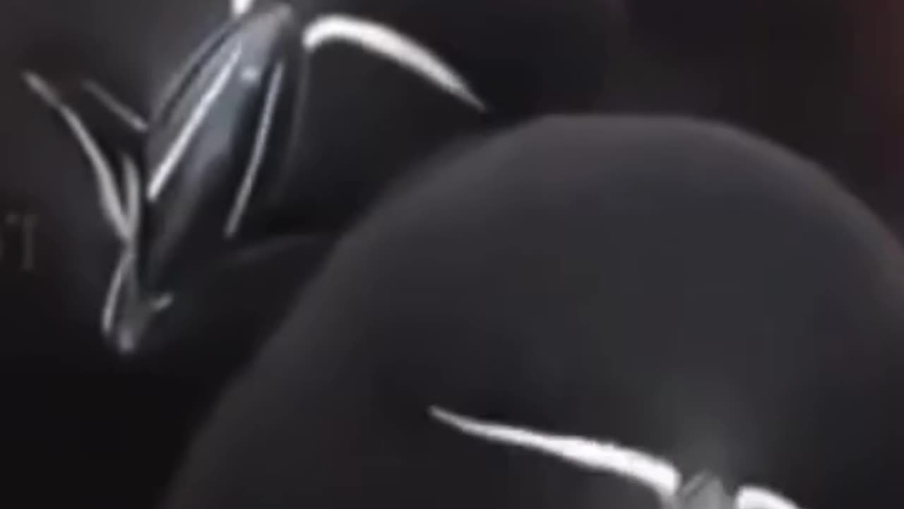 😍Can you see Razorbill Eyes