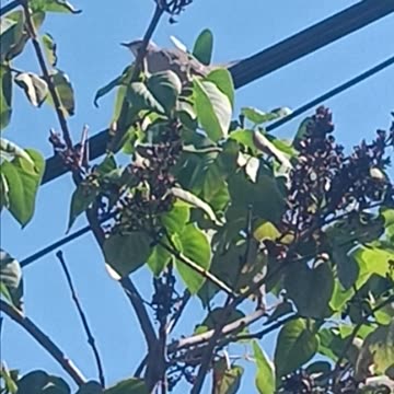 Mockingbird or thrush