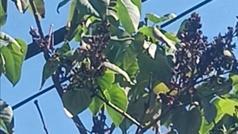 Mockingbird or thrush