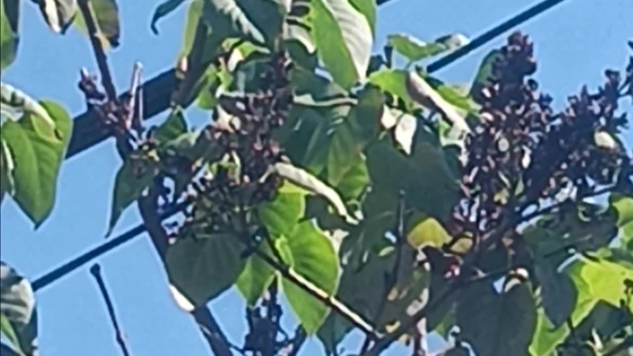 Mockingbird or thrush
