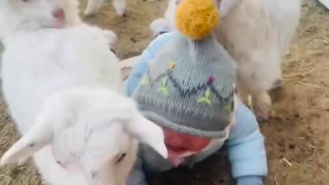 baby boy _sheep