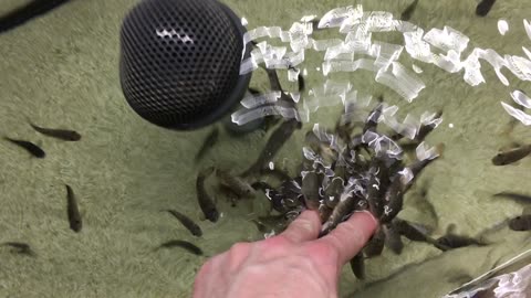 Acuario Michin (Guadalajara, Jalisco, Mexico) 2