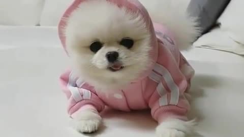 funny animals