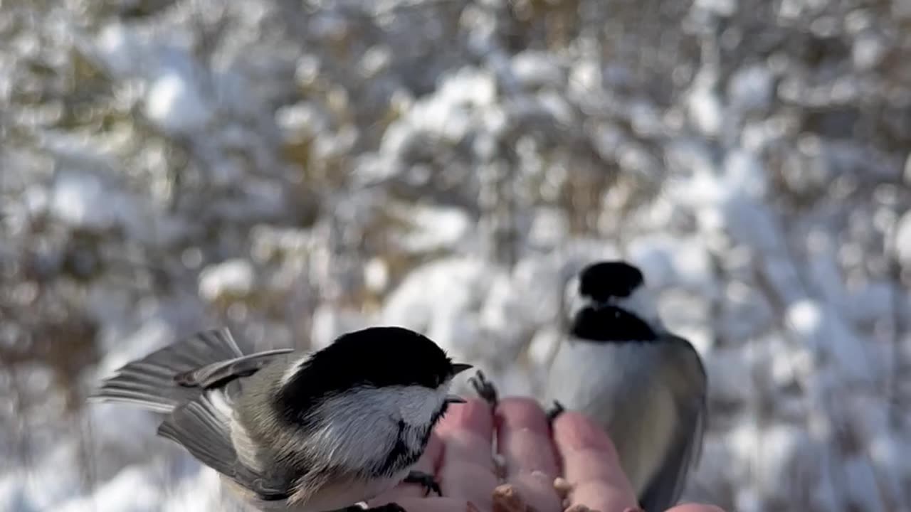 Chickadees Feast On Hand-Fed Bird Seed