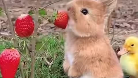 Amazing Animal Growth Journey _animals _funny