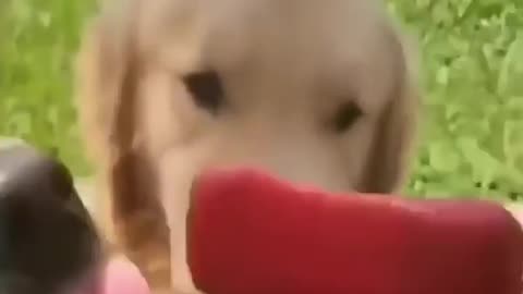 Dogs being idiot 1 #funnydog #funniest #cutedog #dog #pets