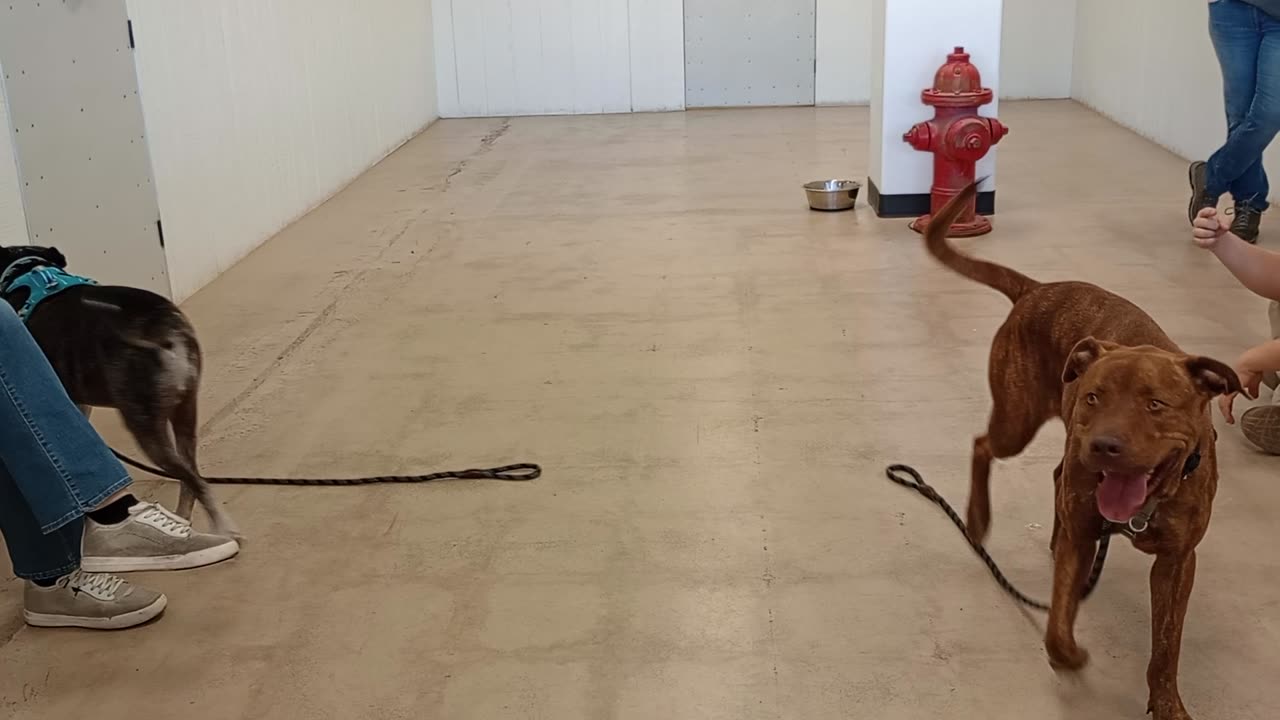 Rocky & Cheyenne's 1st lovely introduction@TRN in play yard, from kennel 145 PACC shelter2025914871