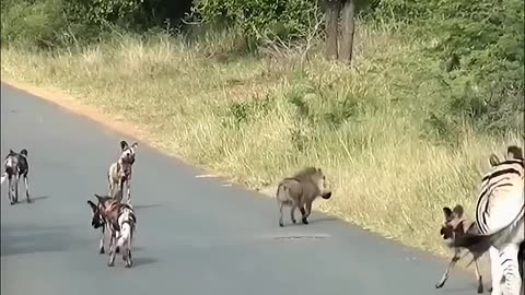 animals