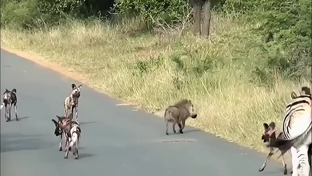 animals