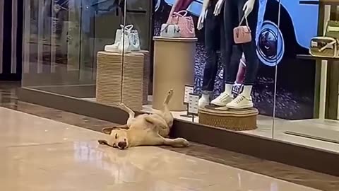 🛍️🐶 Dog Was Done Shopping! | FunFM
