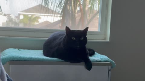 Cute Precious Piper Practices Her Modeling - Adopting a Cat from a Shelter Vlog