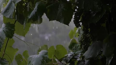 Peaceful Forest Rain Sounds | Relaxing Nature ASMR for Sleep & Focus