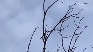 🚁⚔️ Ukraine Russia War | Ukrainian Interceptor Drone Downs Russian Shahed in Sumy | RCF