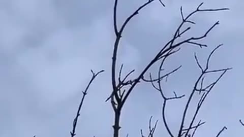 🚁⚔️ Ukraine Russia War | Ukrainian Interceptor Drone Downs Russian Shahed in Sumy | RCF