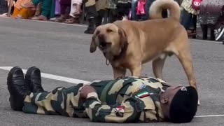 Bravery in action, Army dog practices a life saving drill.