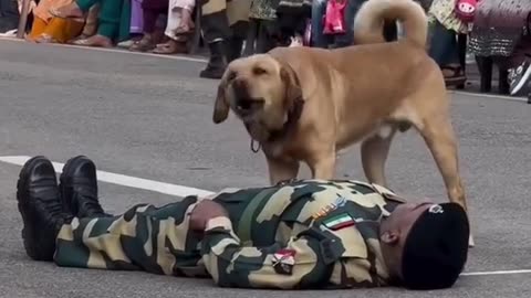 Bravery in action, Army dog practices a life saving drill.