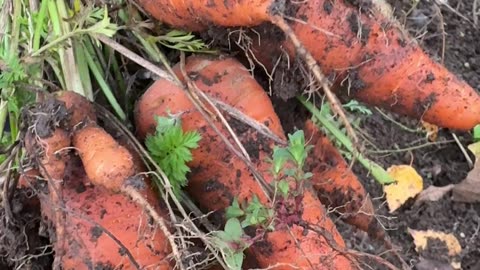 Mrkev pro soběstačnost