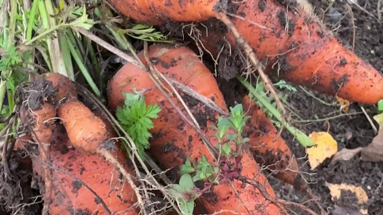 Mrkev pro soběstačnost