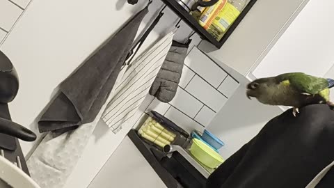 Green Cheek Conure Dancing to a Colander!