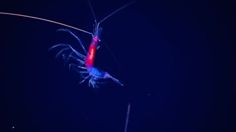 Glow In The Dark Radioactive Shrimp
