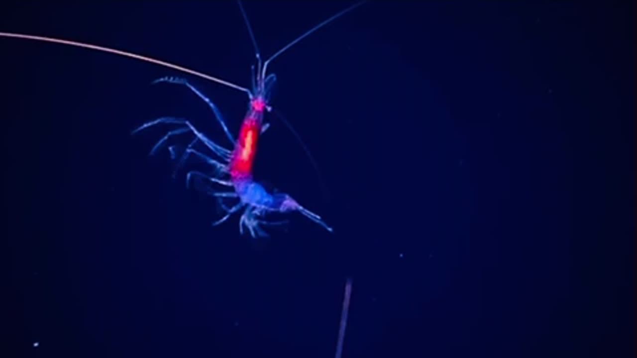 Glow In The Dark Radioactive Shrimp