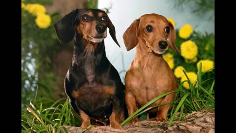 Not Just Tap, Orange Peel Structured Water Furry Family Members