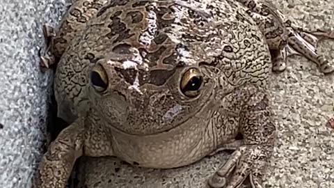 Fat Toad
