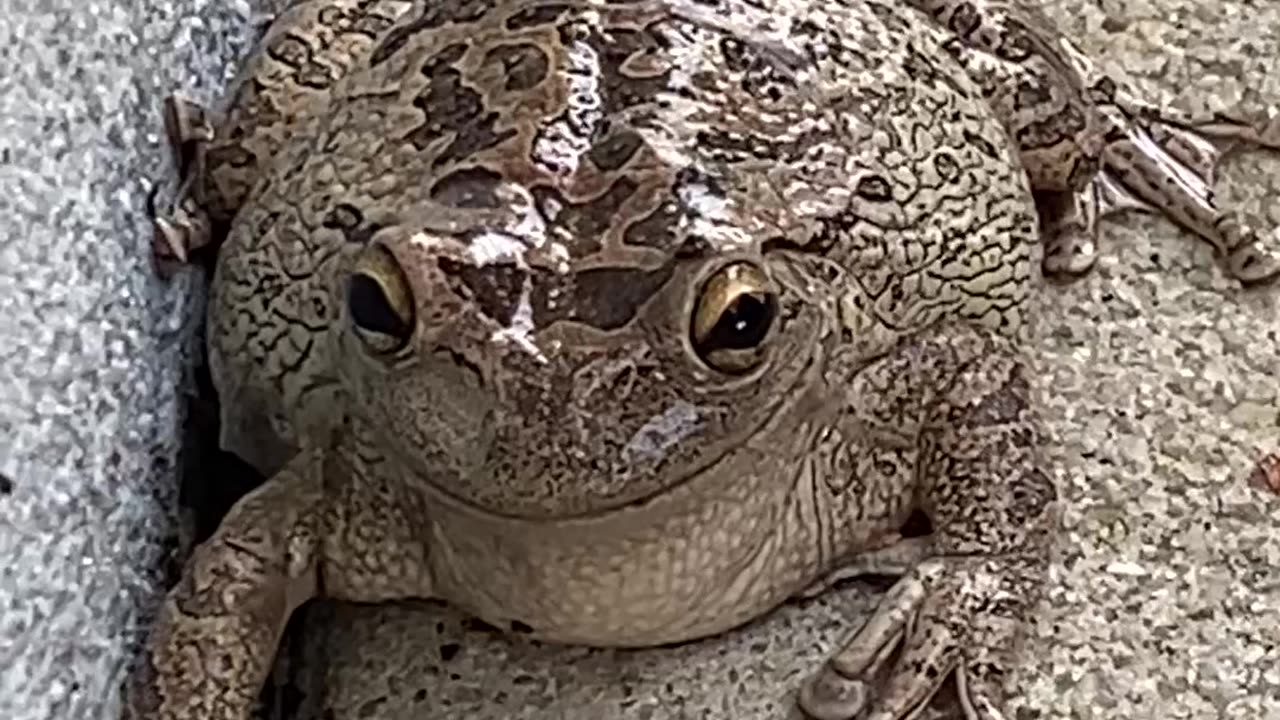 Fat Toad